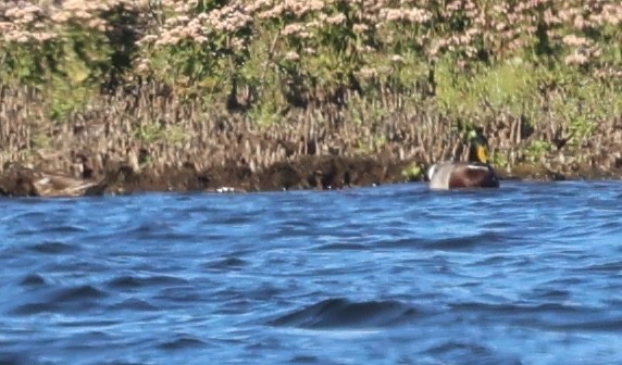 綠頭鴨 - ML644292694