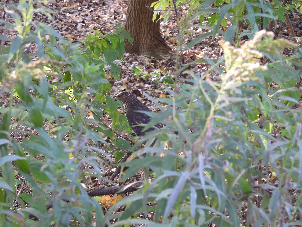 Cooper's Hawk - ML644292695