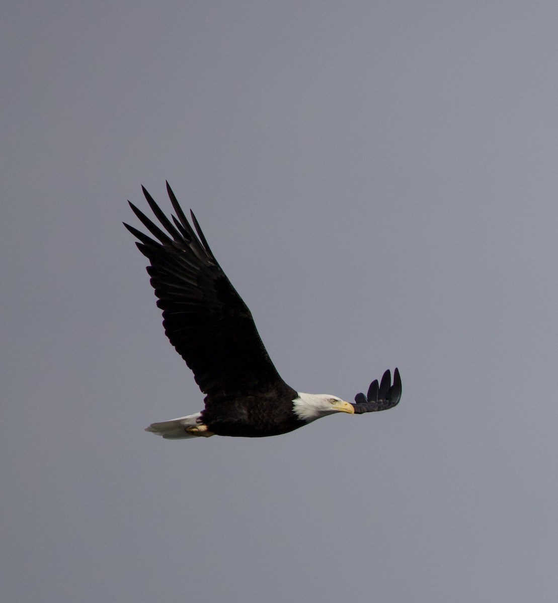 Bald Eagle - ML644292702