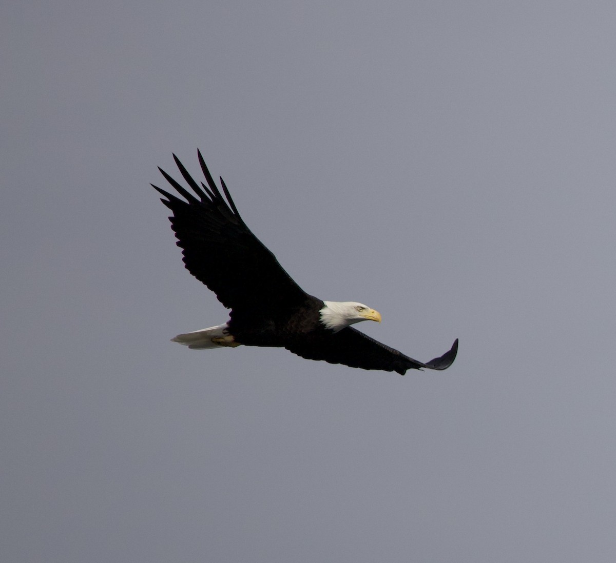Bald Eagle - ML644292703
