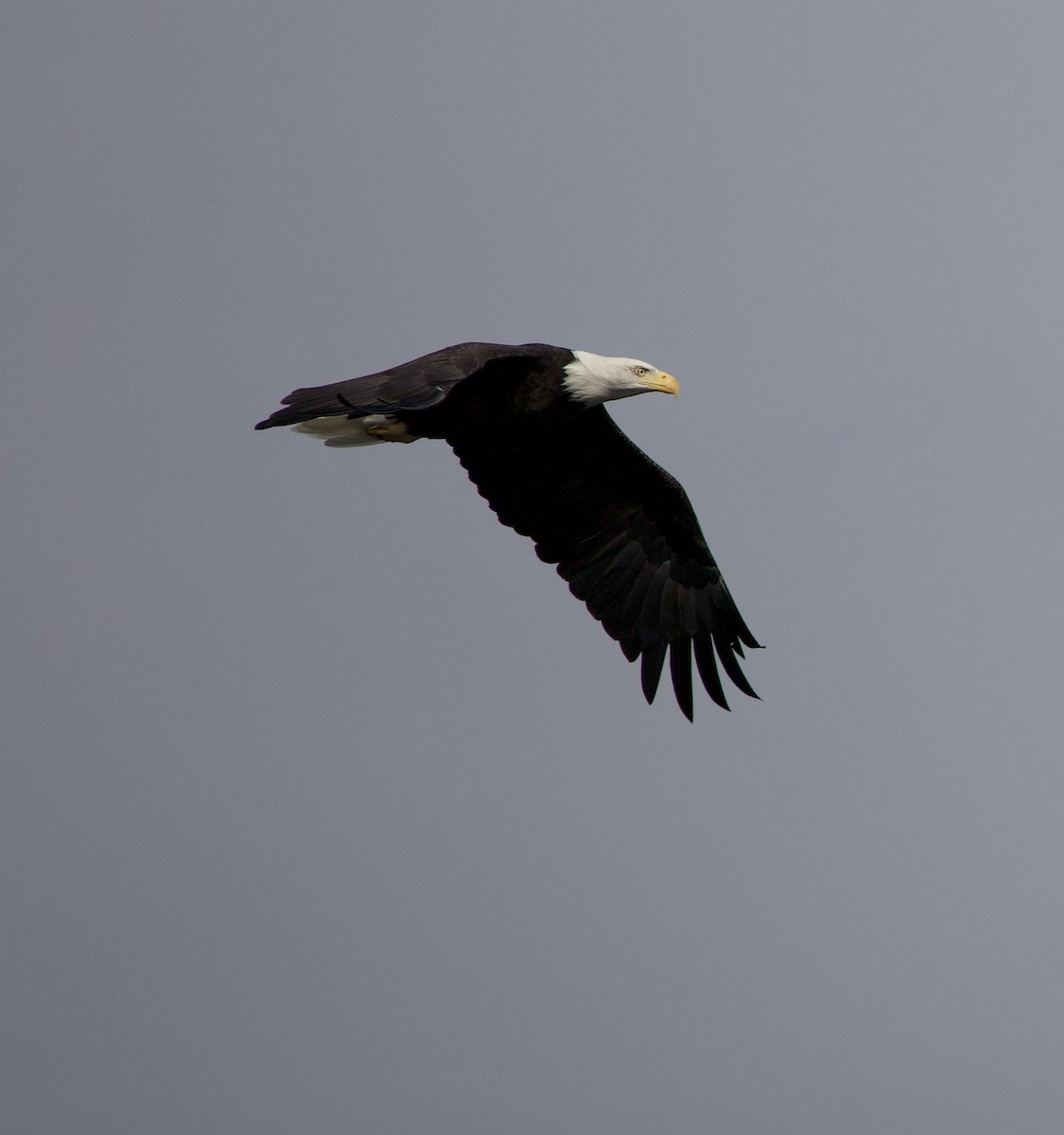 Bald Eagle - ML644292704