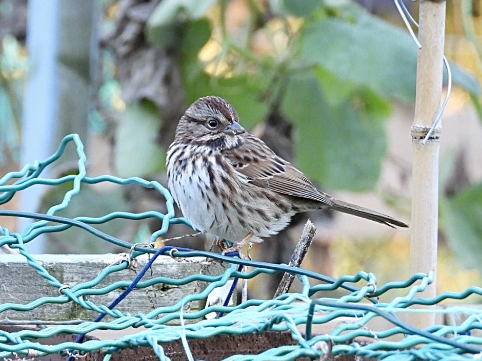 Song Sparrow - ML644292710