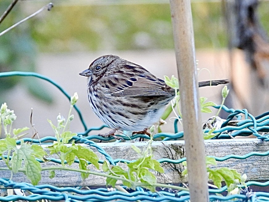 Song Sparrow - ML644292711