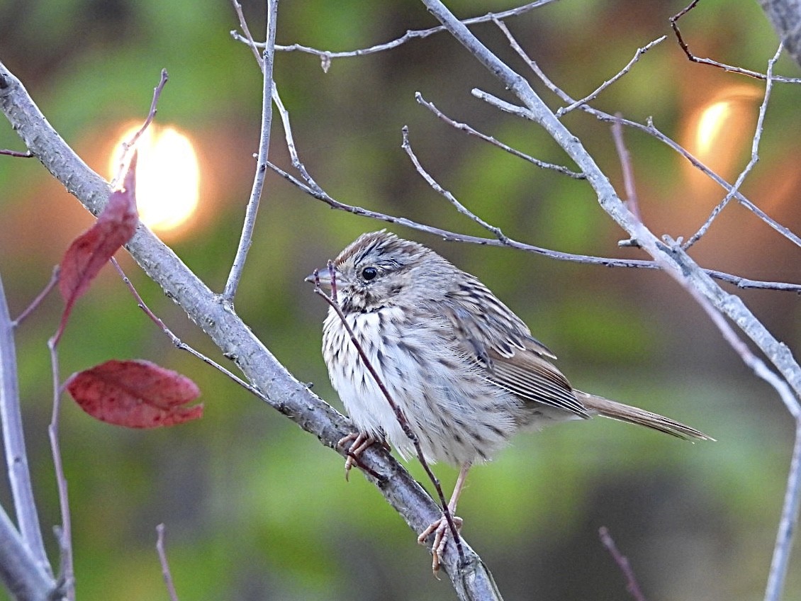 Song Sparrow - ML644292712