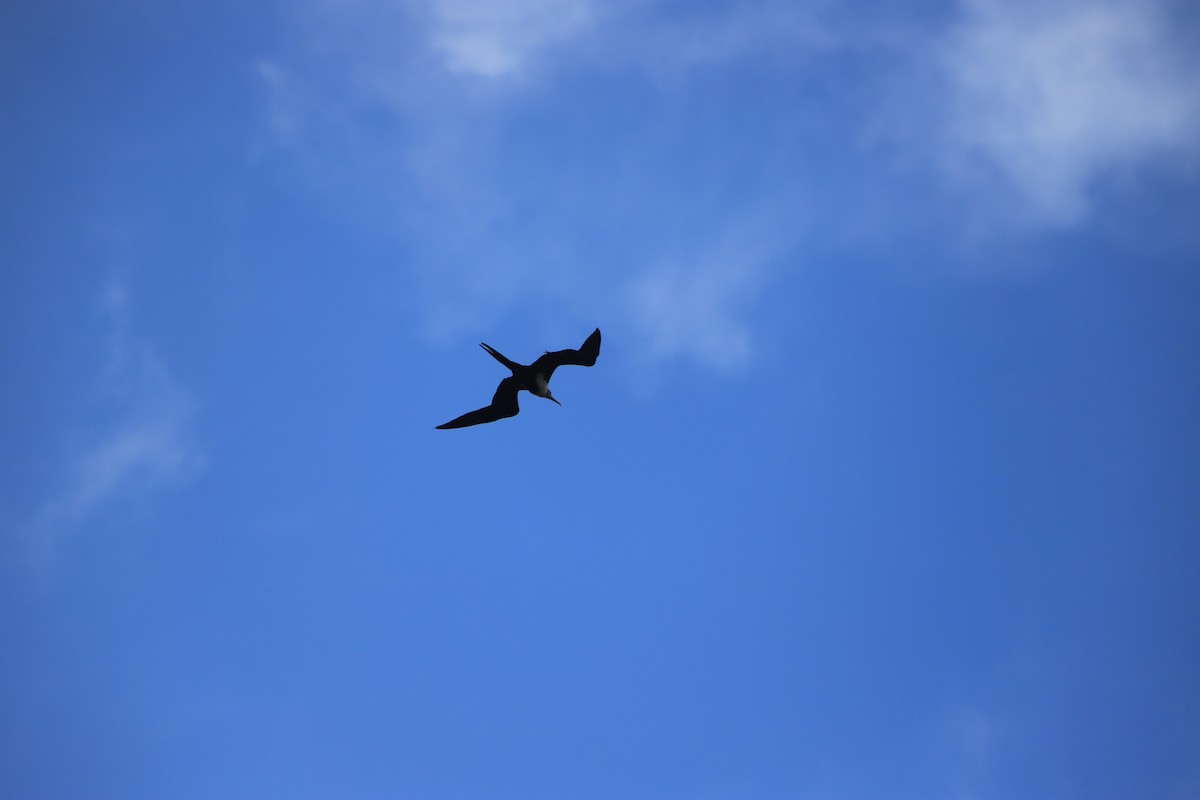 Fragata txikia - ML644292713