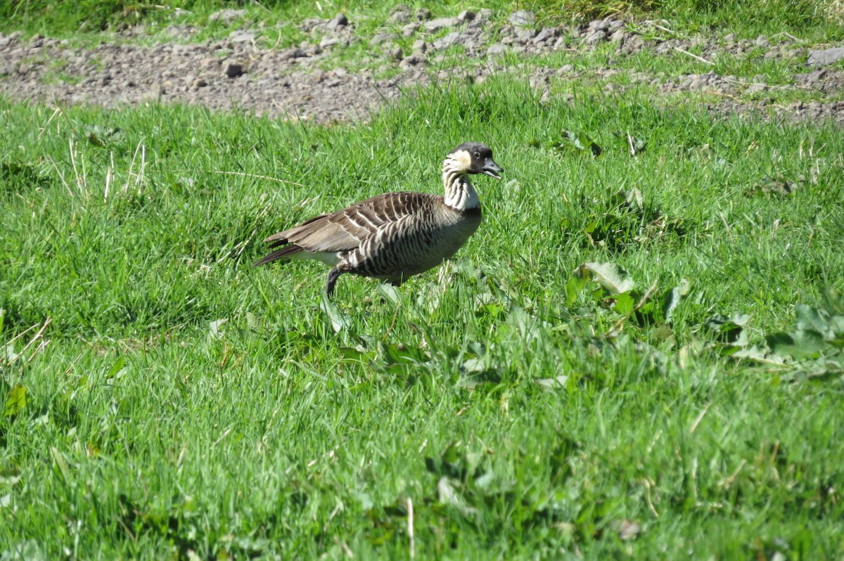 Hawaiian Goose - ML644292716