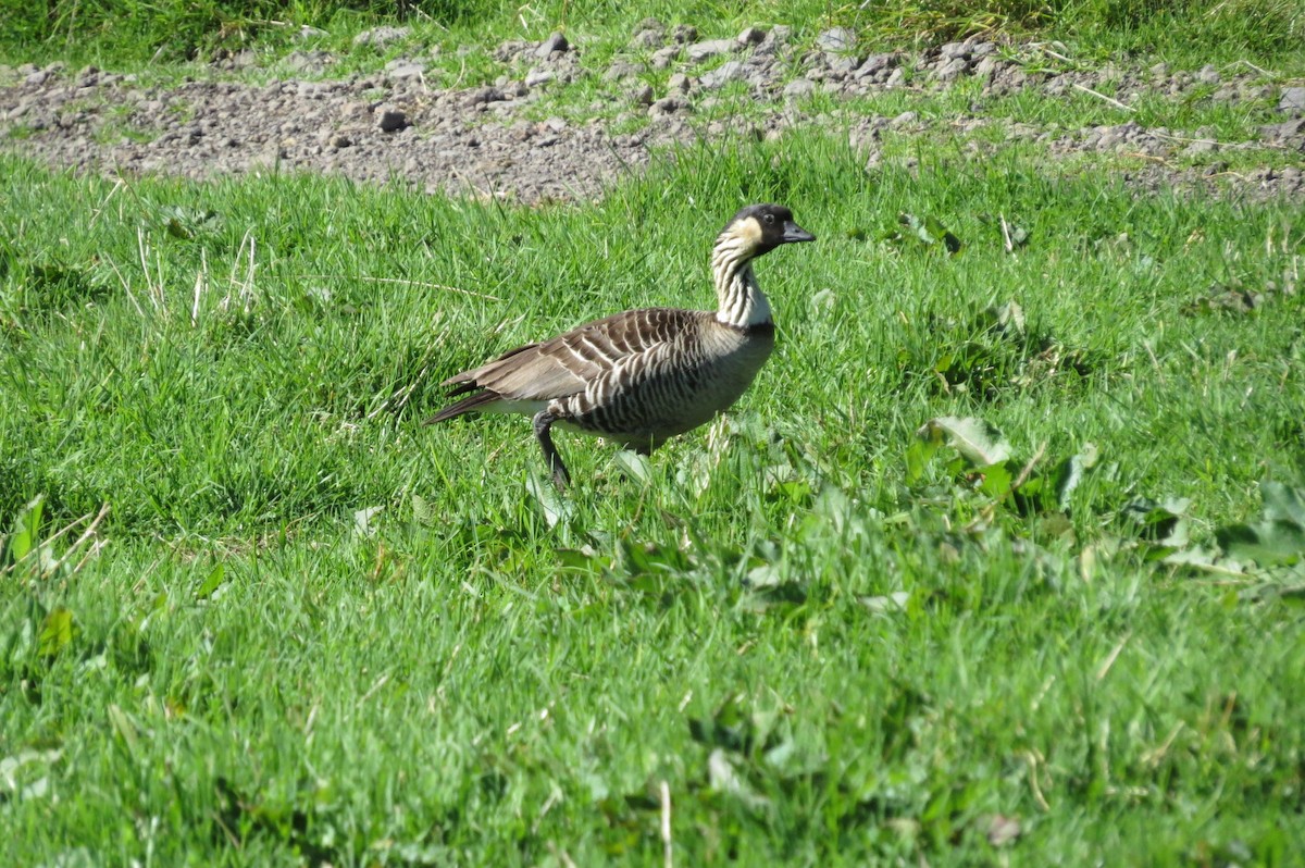Hawaiian Goose - ML644292718