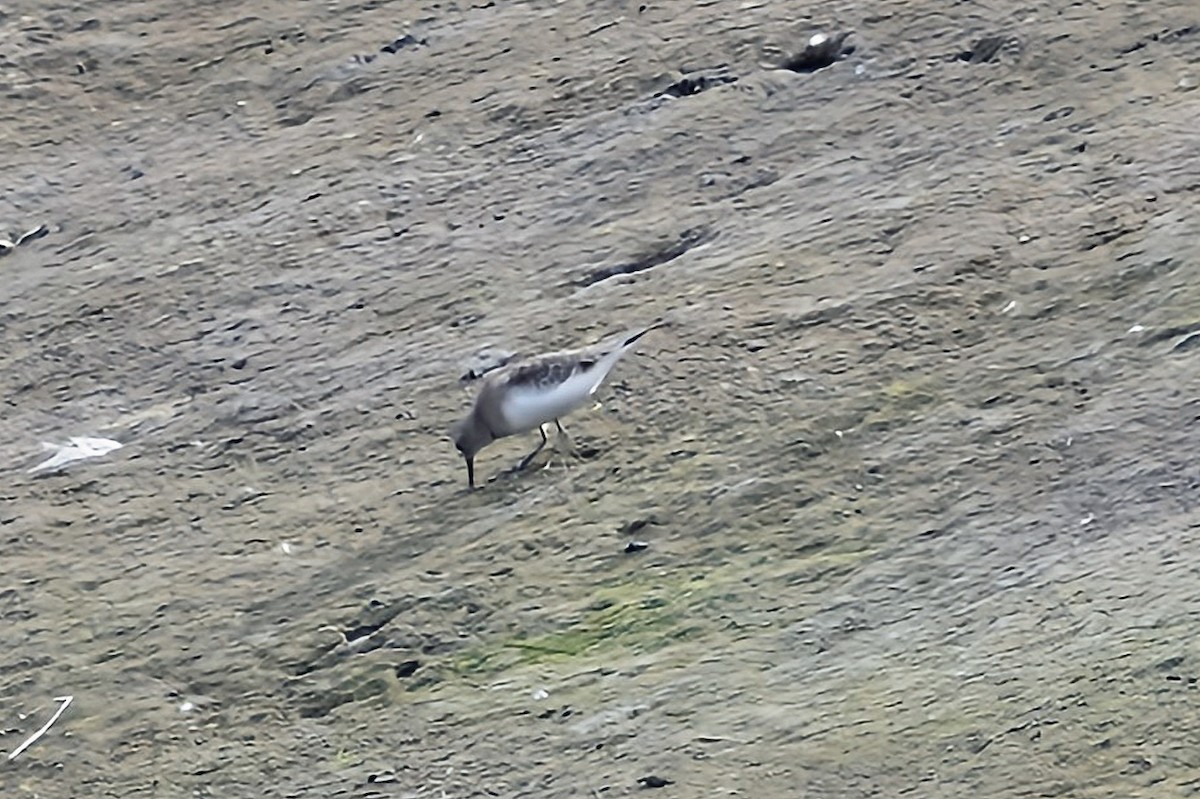 Temminck's Stint - ML644292719