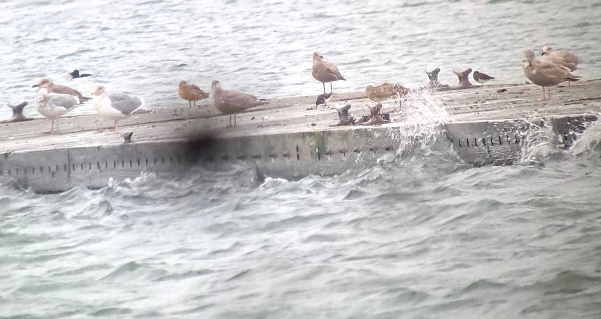Long-billed Curlew - ML644292720
