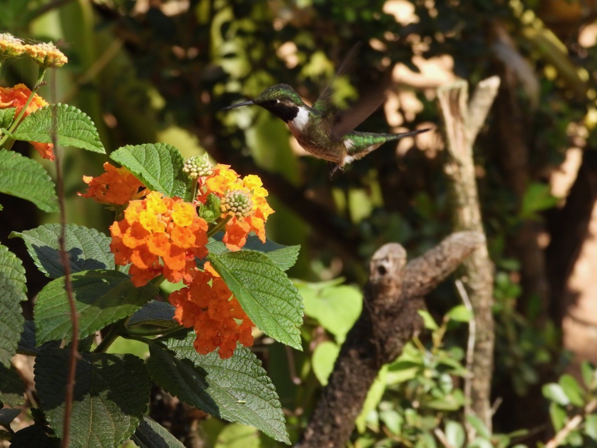 Колібрі-аметист білочеревий - ML644292723