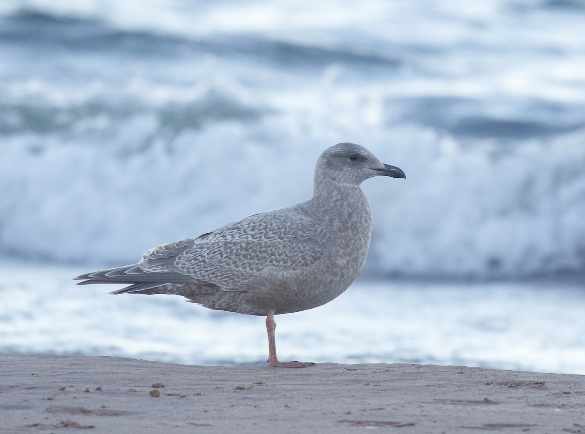 Goéland arctique (thayeri) - ML644292728