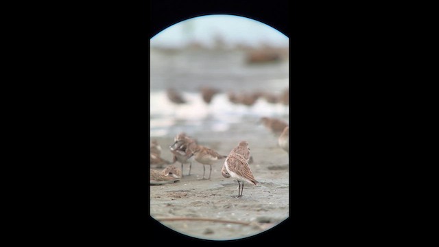 Western Sandpiper - ML644292731