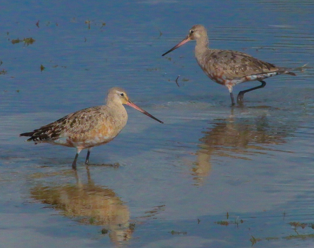 Hudsonian Godwit - ML644292739