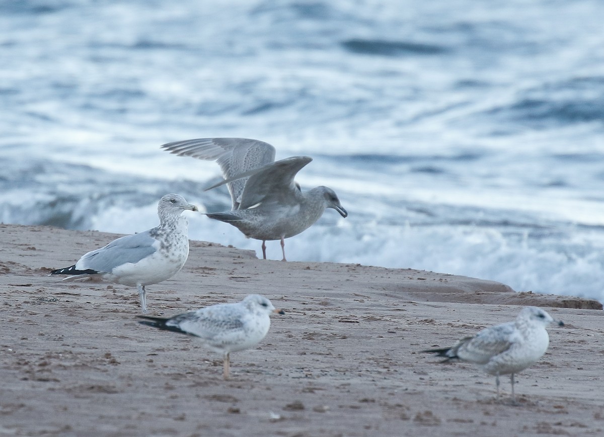 Goéland arctique (thayeri) - ML644292742