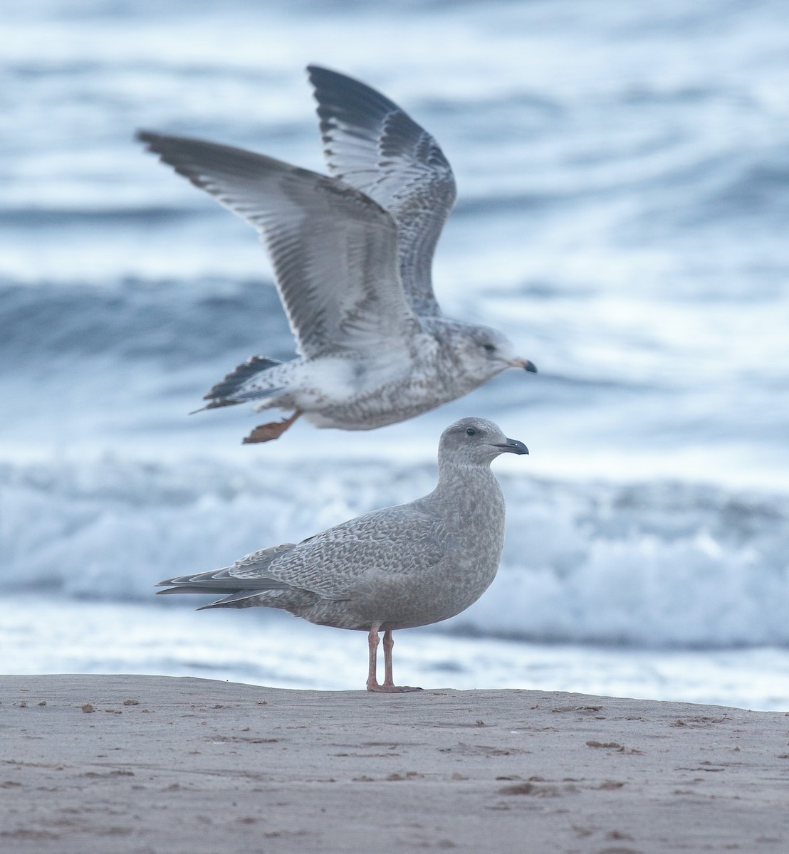 Goéland arctique (thayeri) - ML644292743