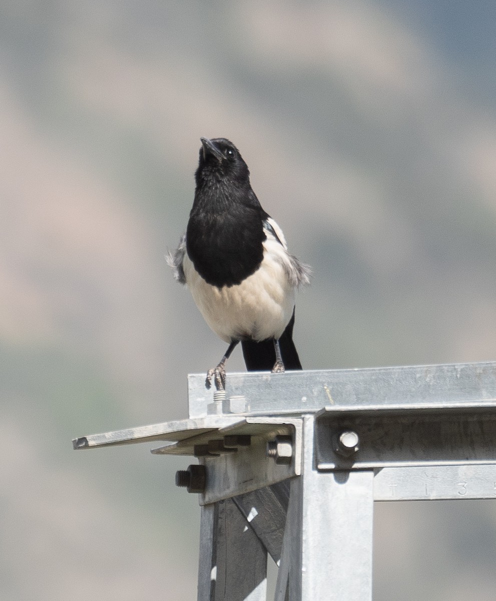 Black-rumped Magpie - ML644292746