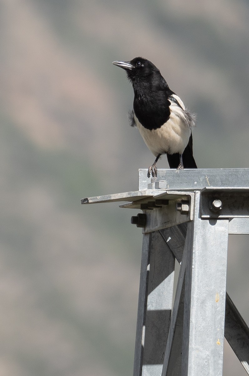Black-rumped Magpie - ML644292747