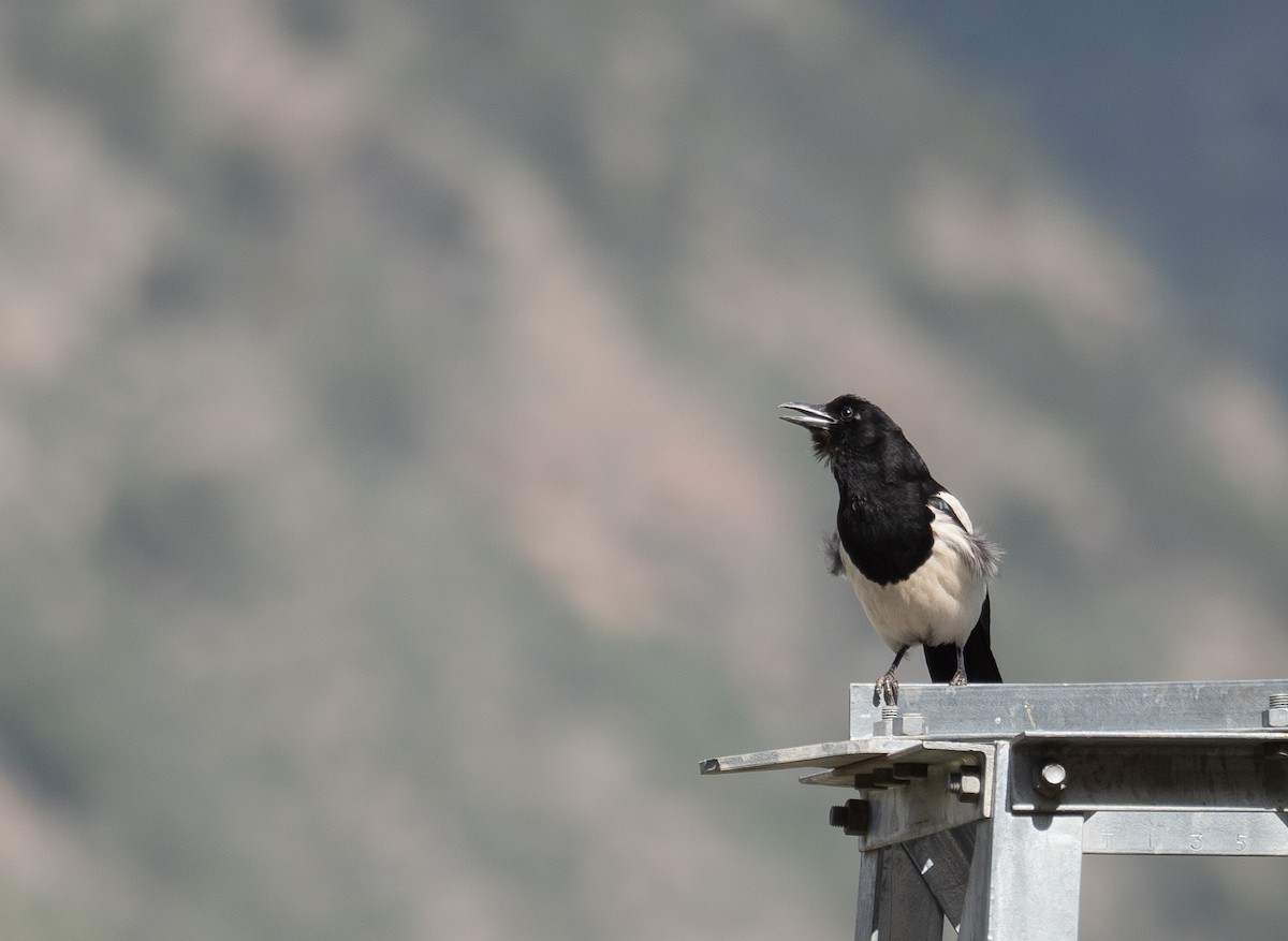 Black-rumped Magpie - ML644292748