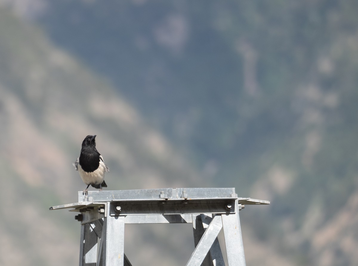 Black-rumped Magpie - ML644292750