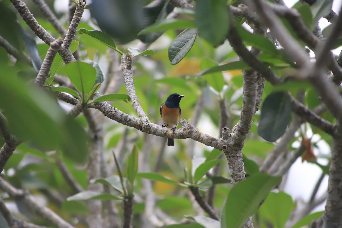 Vanikoro Flycatcher - ML644292752