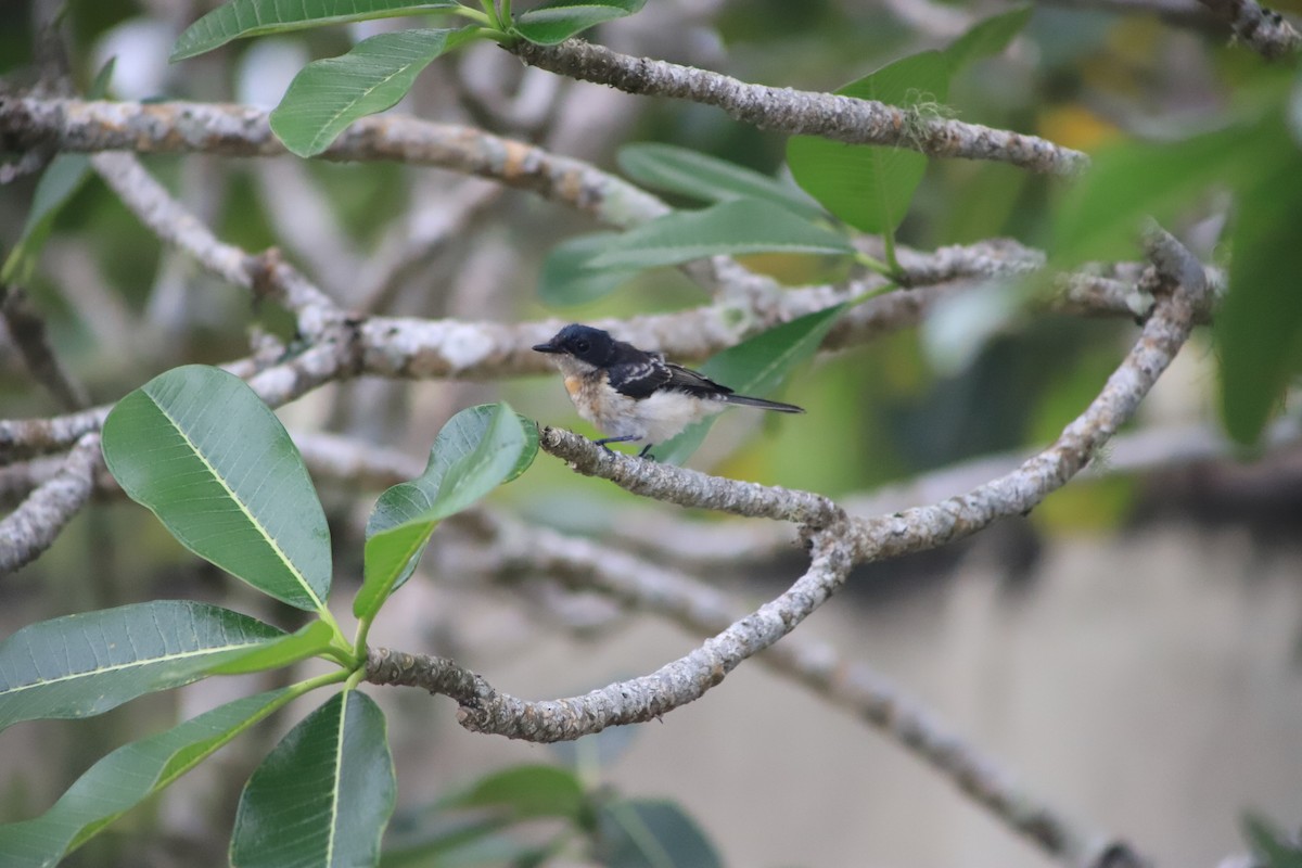 Vanikoro Flycatcher - ML644292753