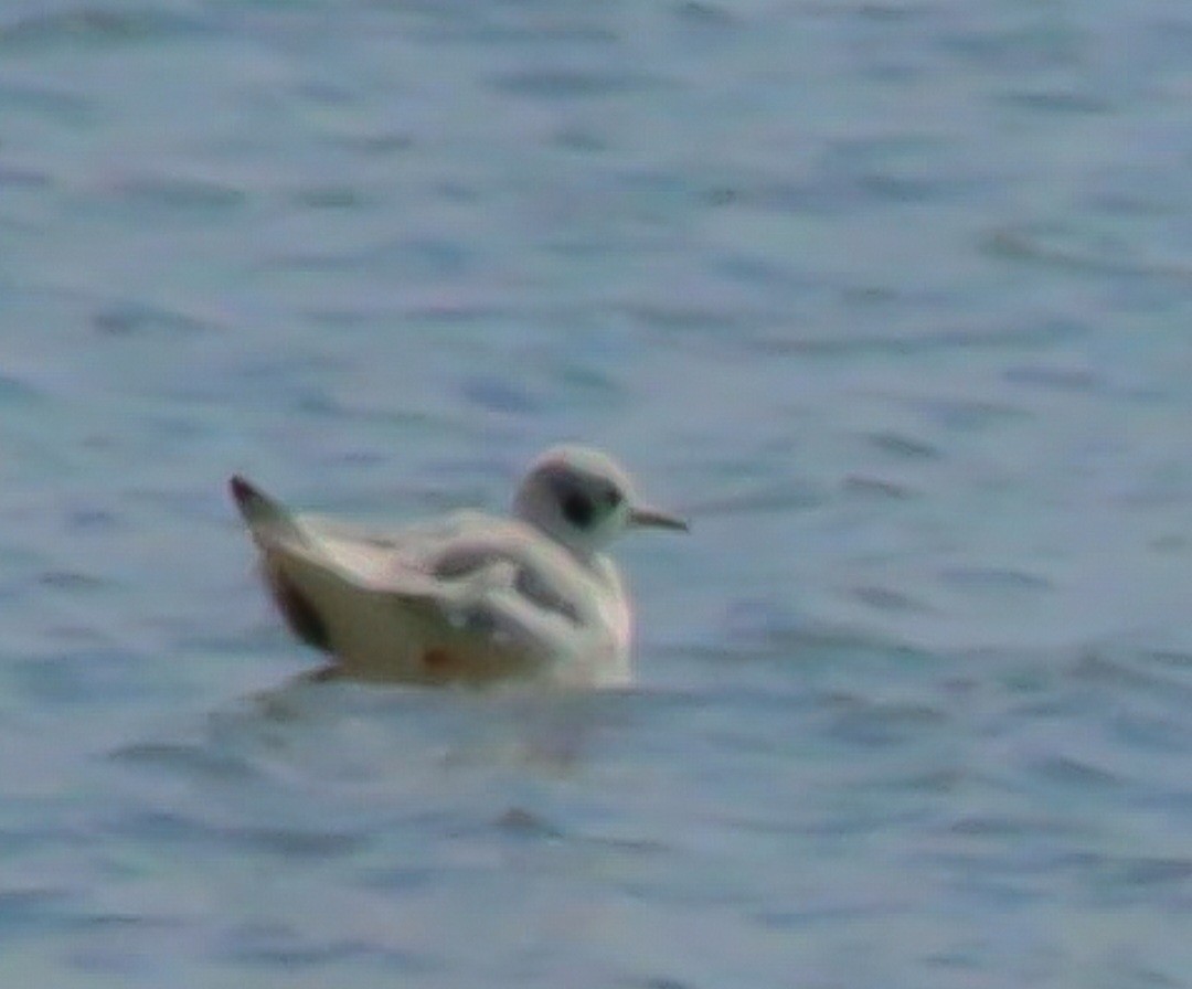 Bonaparte's Gull - ML644292754
