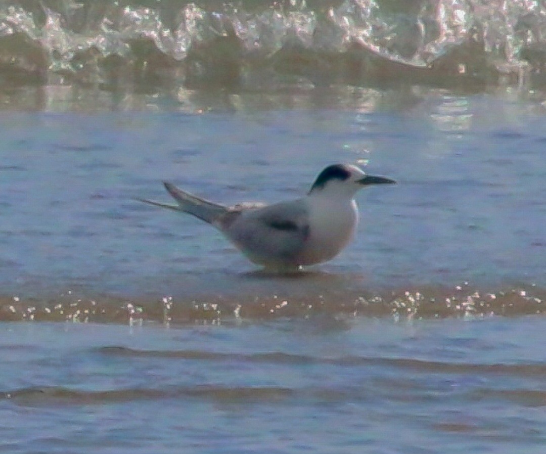 rybák obecný - ML644292763