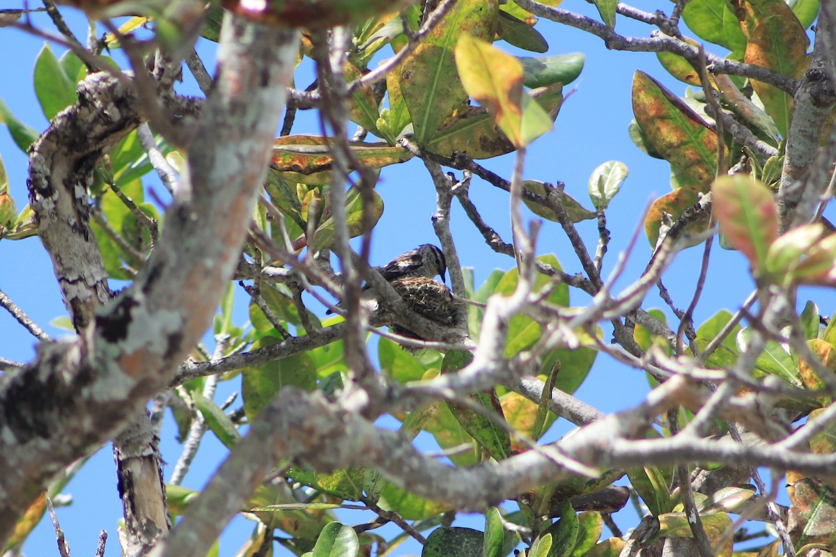 Polynesian Triller - ML644292767