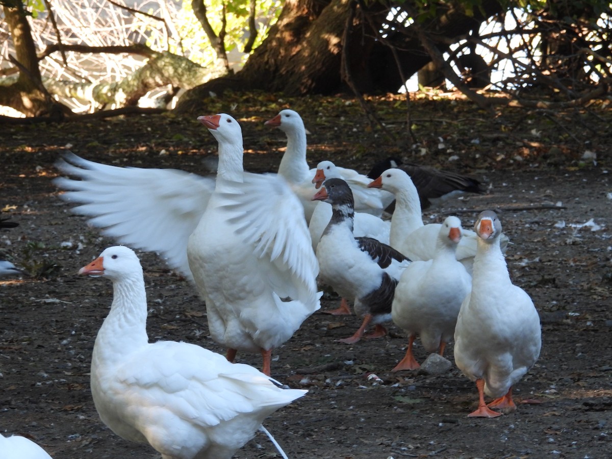 domácí husa sp. - ML644292768