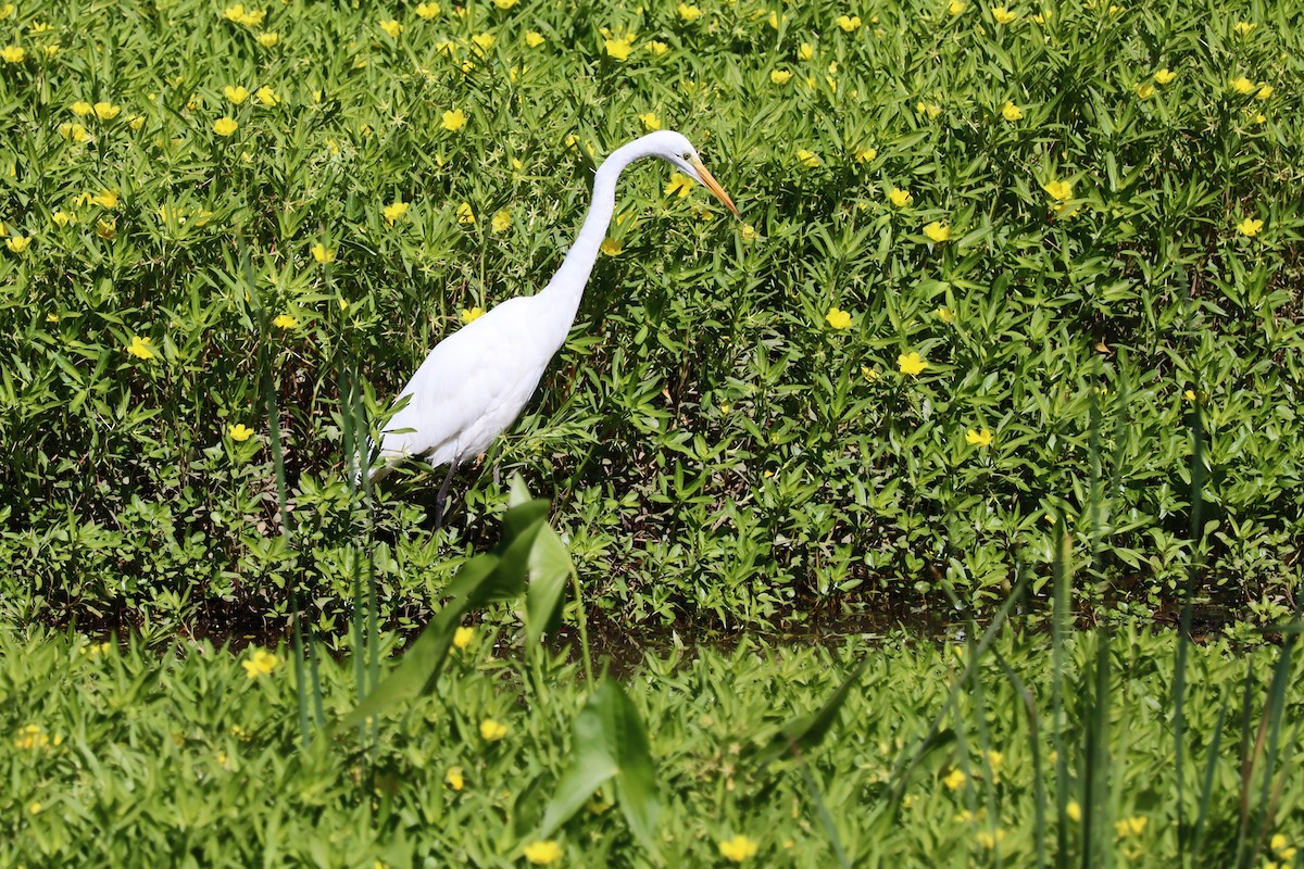 Koartza zuria - ML644292769