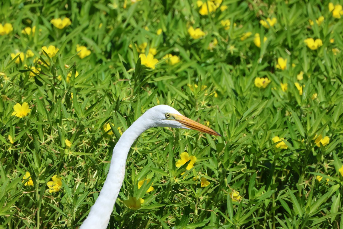 Koartza zuria - ML644292772