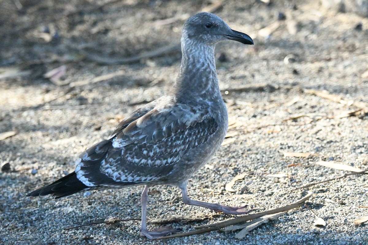 アメリカオオセグロカモメ - ML644292773