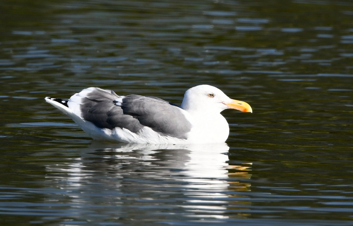 アメリカオオセグロカモメ - ML644292777