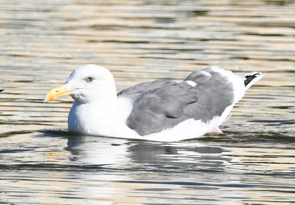 アメリカオオセグロカモメ - ML644292785