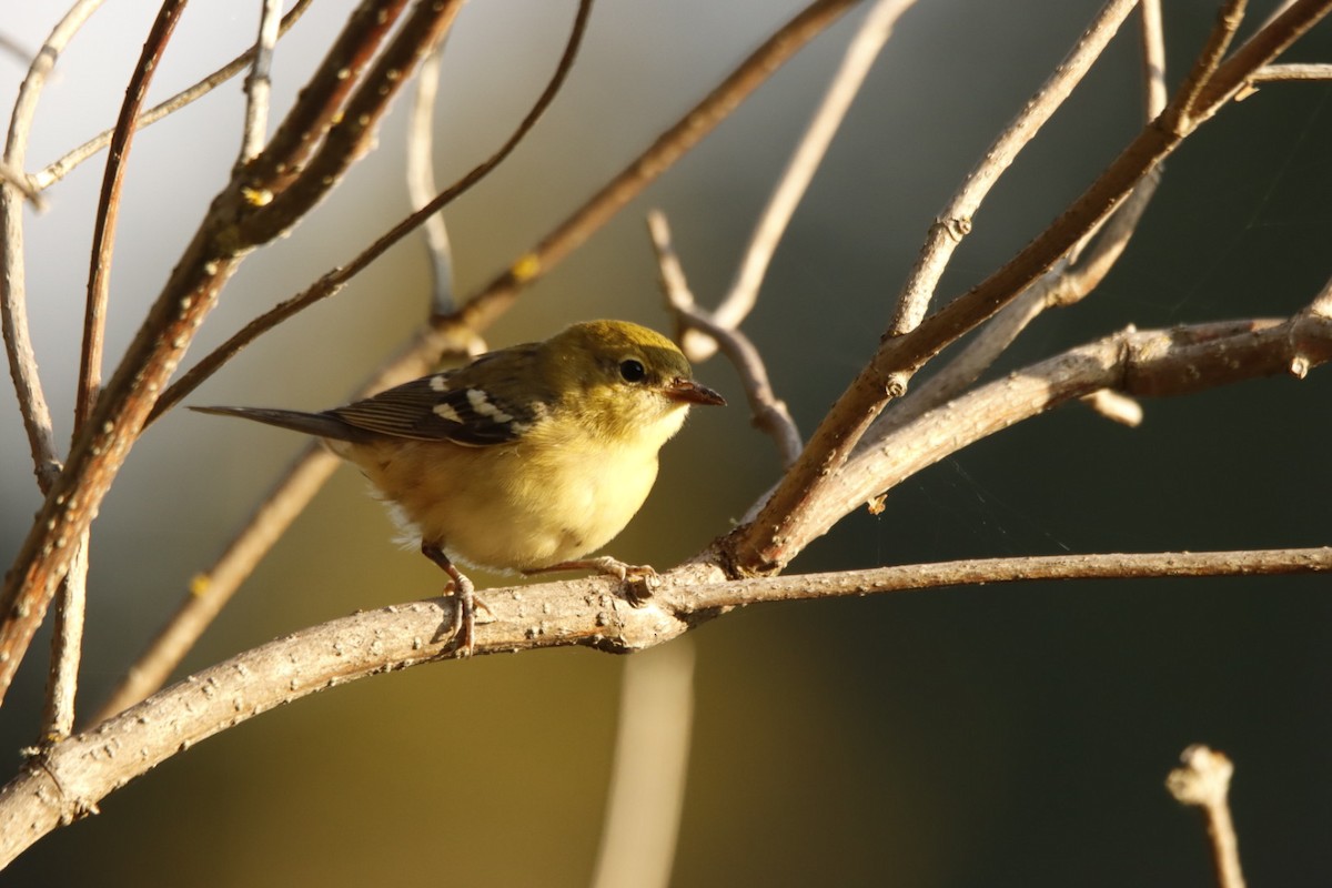 Пісняр-лісовик каштановий - ML644292787