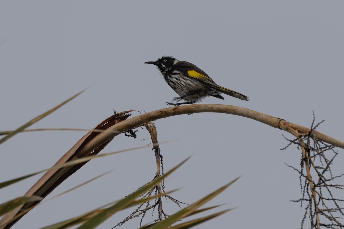 New Holland Honeyeater - ML644292795