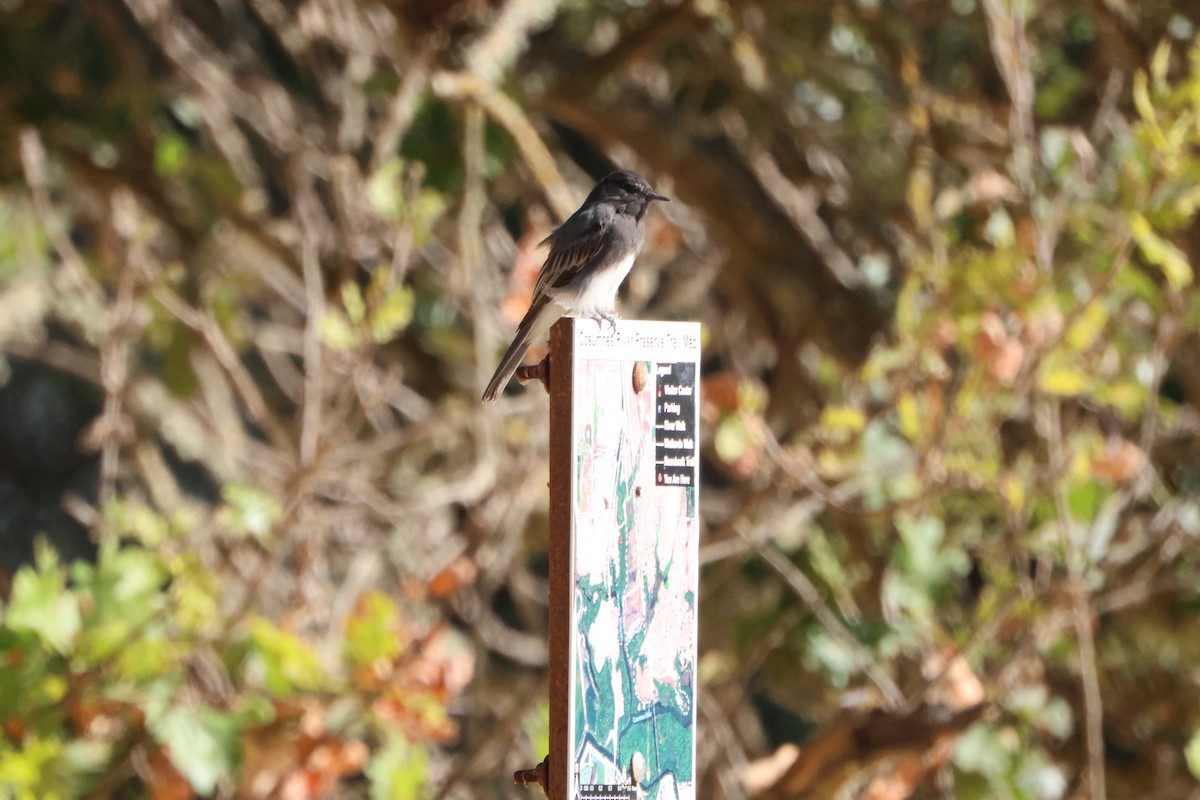 Black Phoebe - ML644292802