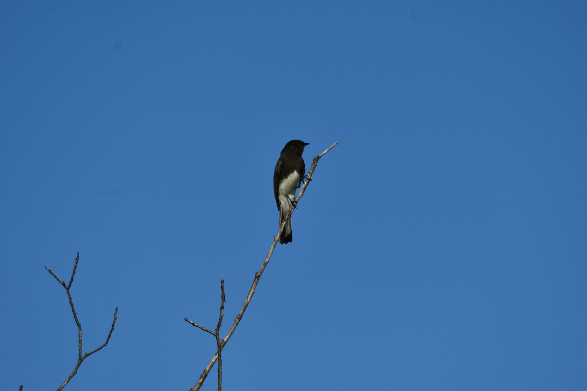 Black Phoebe - ML644292808