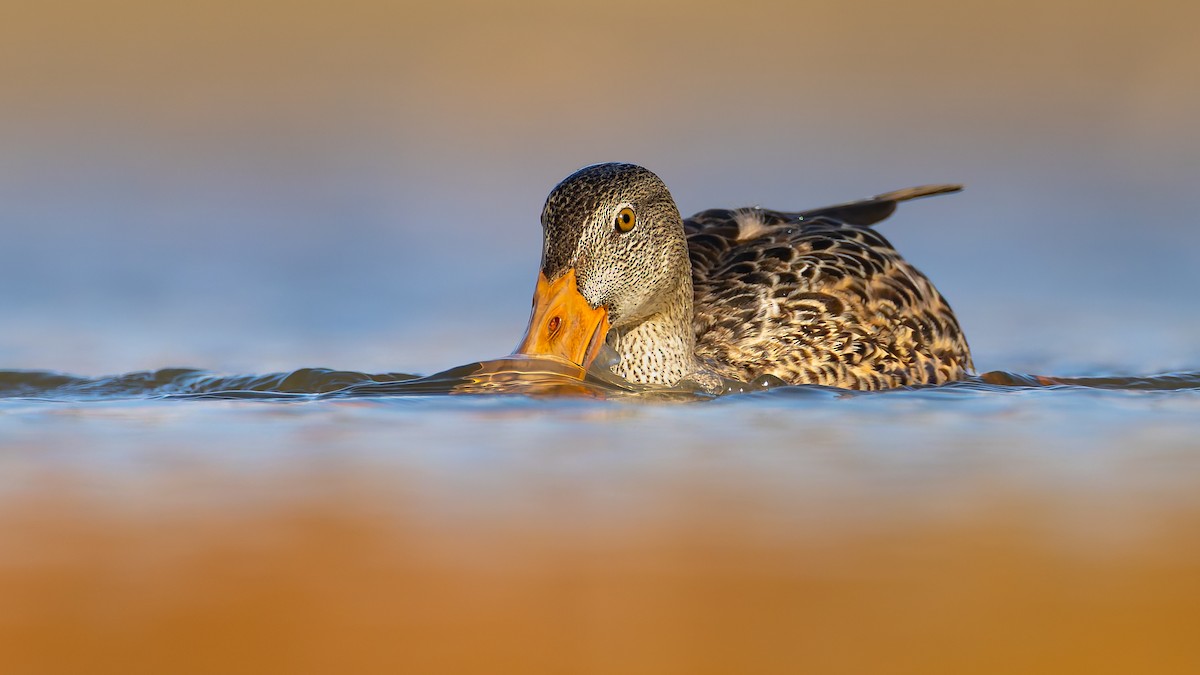 Ahate mokozabal zuria - ML644292809