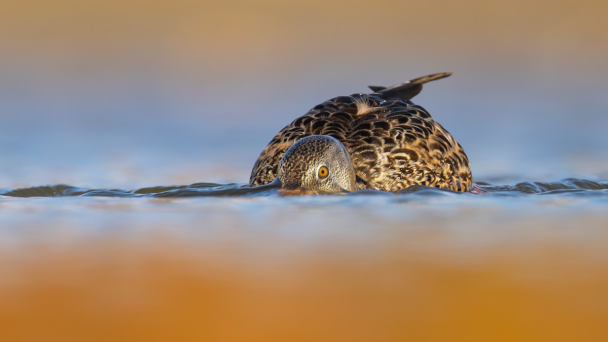 Ahate mokozabal zuria - ML644292810