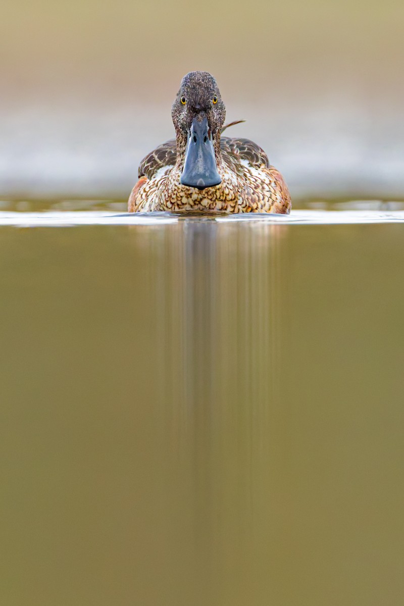 Ahate mokozabal zuria - ML644292811