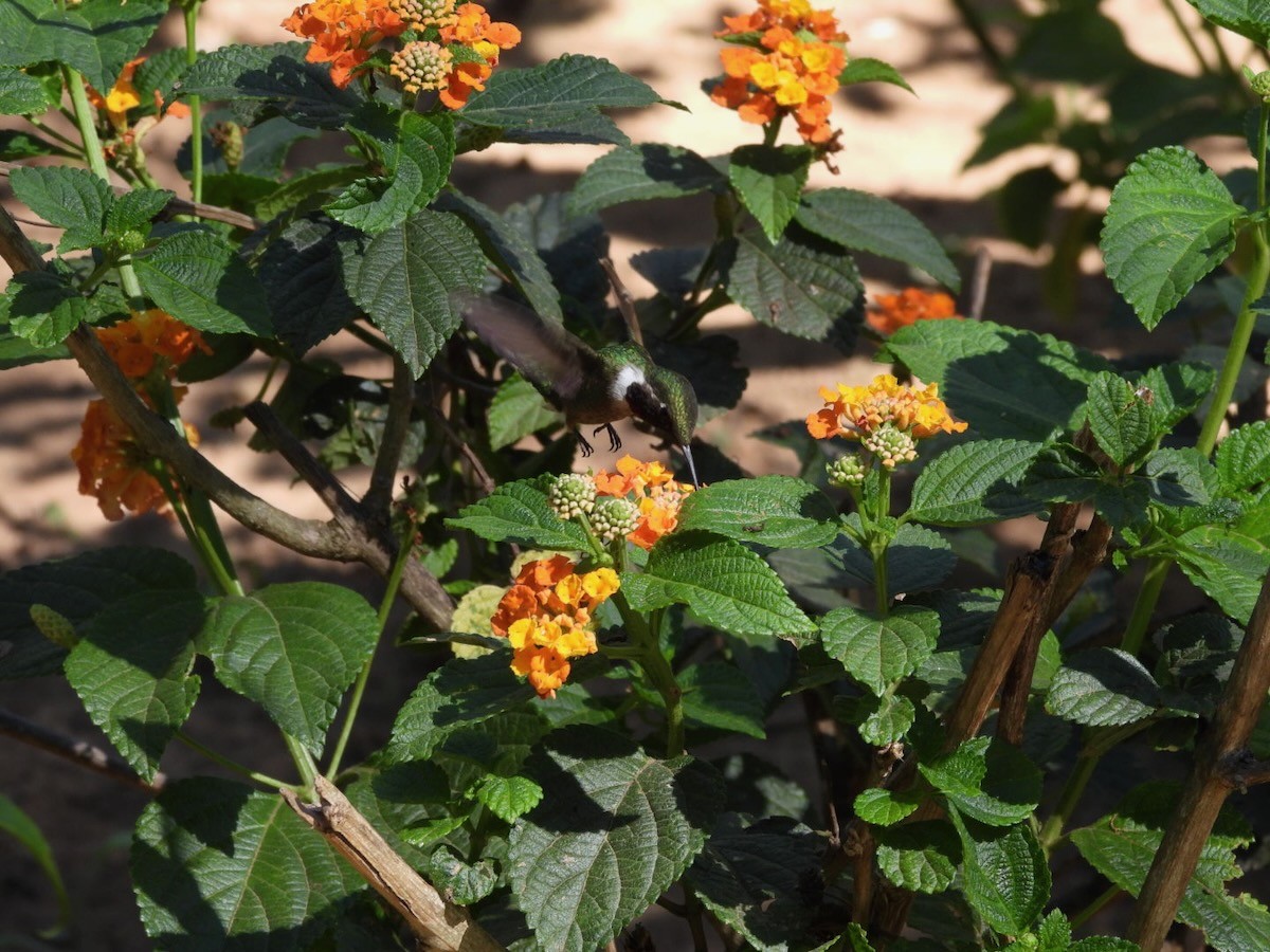 Колібрі-аметист білочеревий - ML644292813