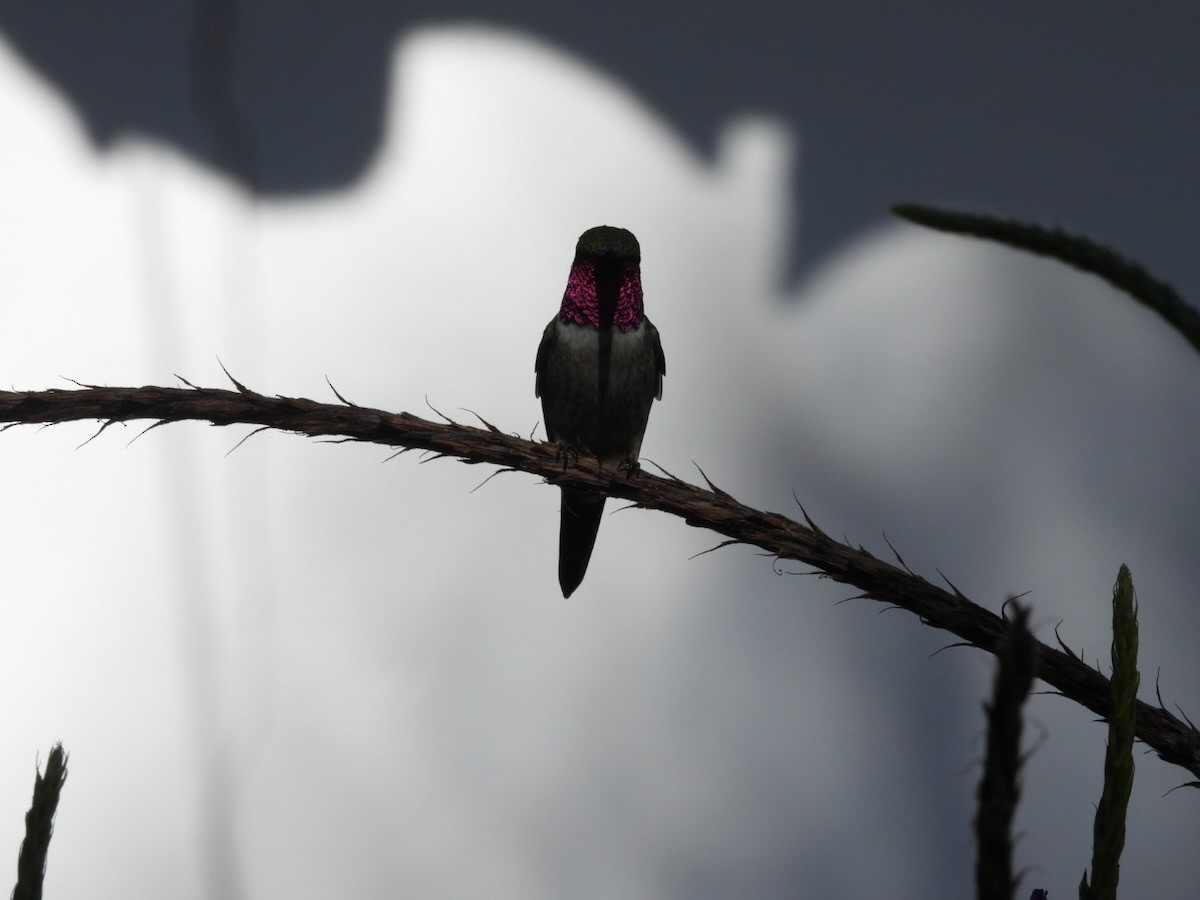 Колібрі-аметист білочеревий - ML644292815