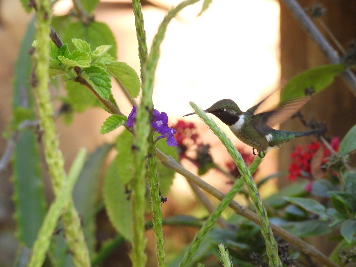 Колібрі-аметист білочеревий - ML644292816