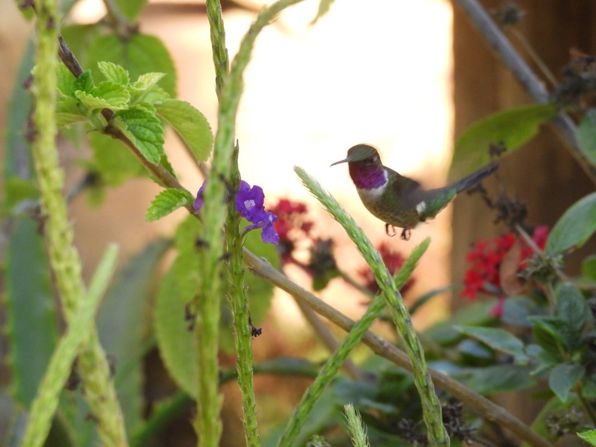 Колібрі-аметист білочеревий - ML644292817