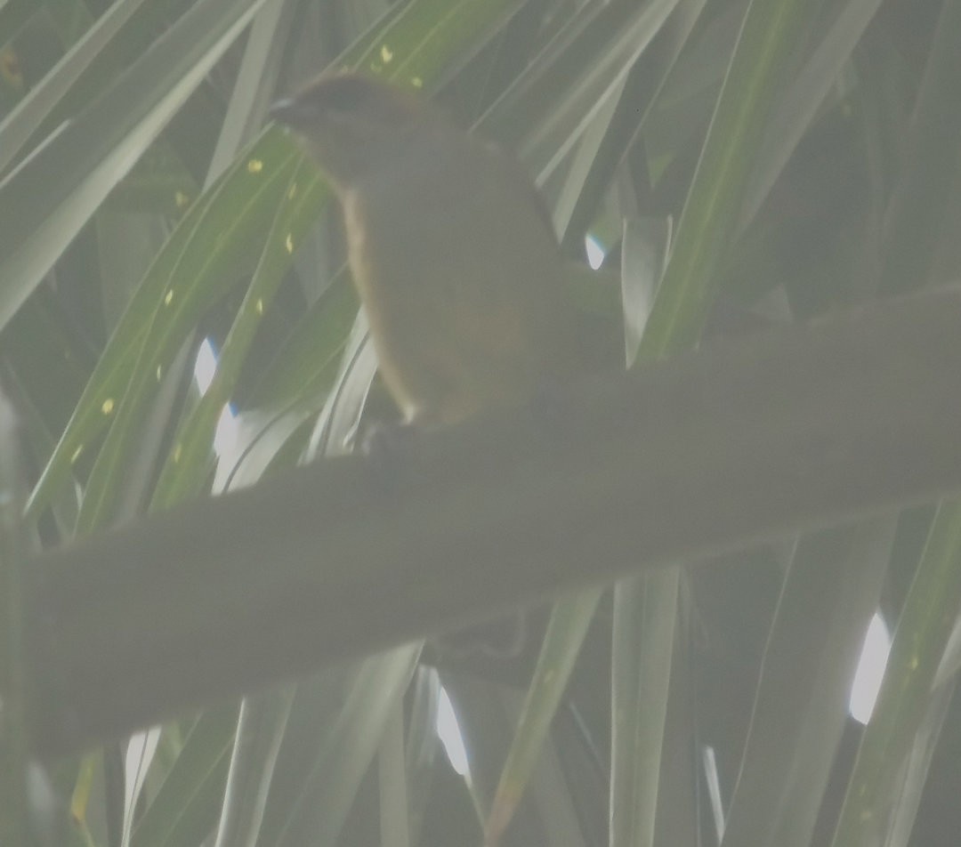 Chestnut-backed Tanager - ML644292825