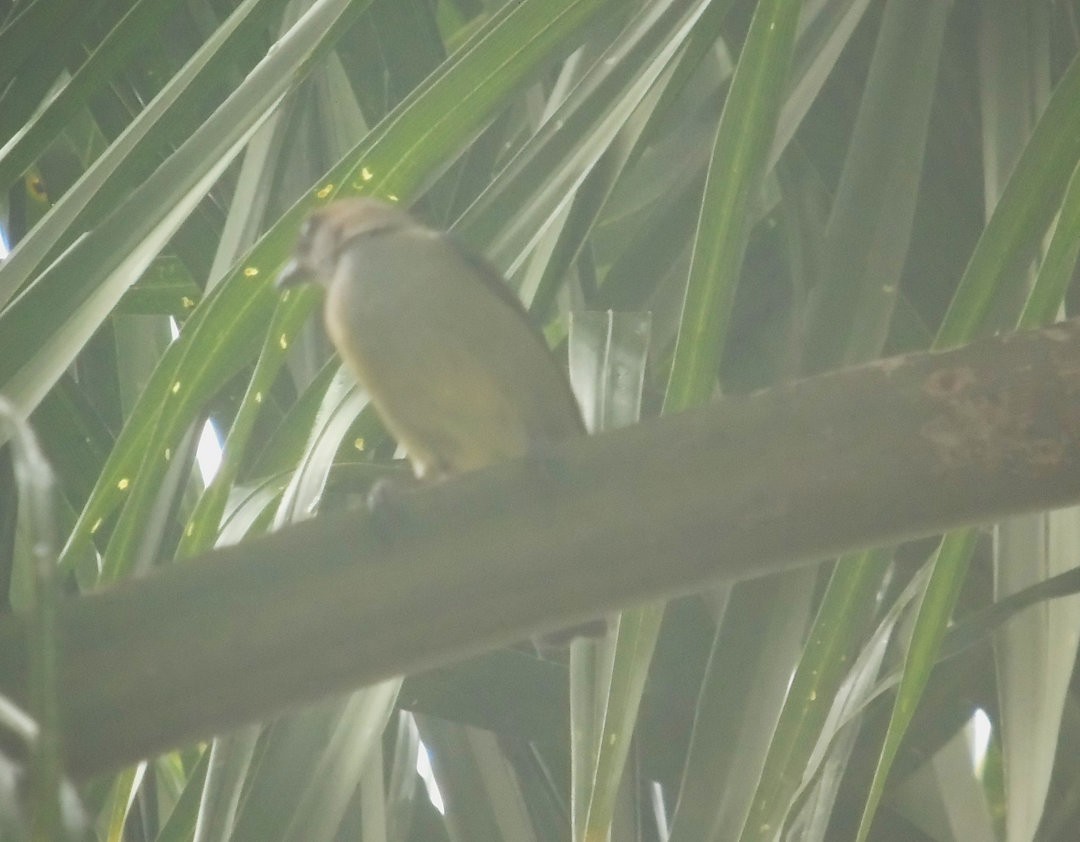 Chestnut-backed Tanager - ML644292826