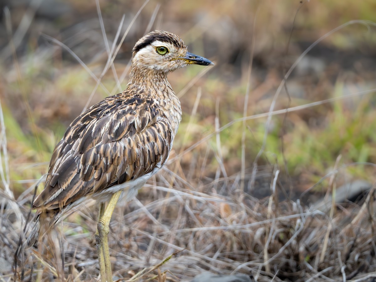 dytík dvoupruhý - ML644292828