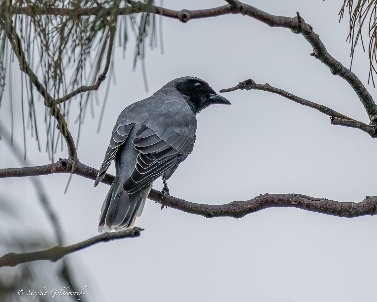 Black-faced Cuckooshrike - ML644292830