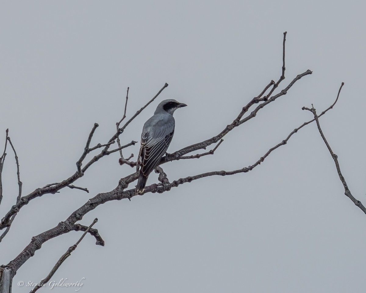 Black-faced Cuckooshrike - ML644292831